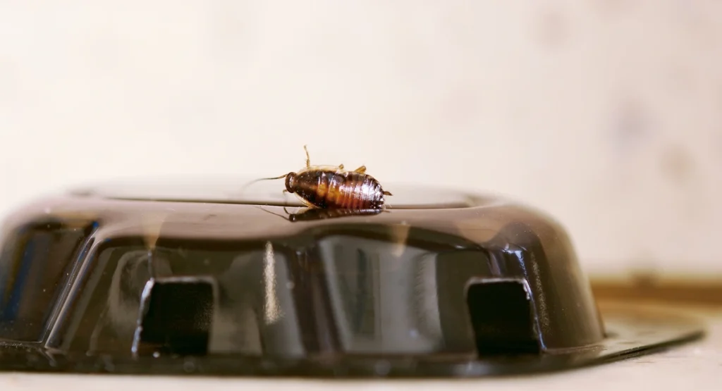 A cockroach climbing onto a poison bait station