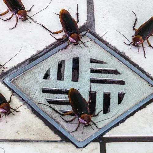 cockroaches a dirty drain