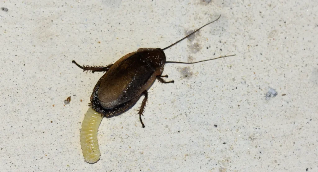 Cockroach laying an ‘ootheca’ egg case containing dozens of eggs