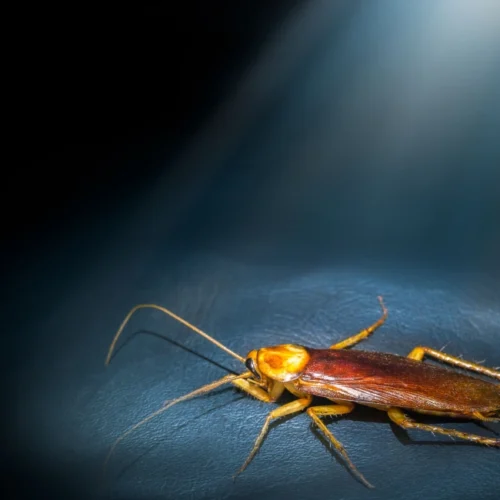 cockroach in spotlight on leather floor
