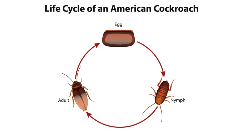 Diagram showing life cycle of cockroach illustration