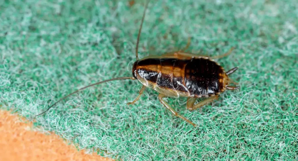 Close-up of a German cockroach on a kitchen sponge