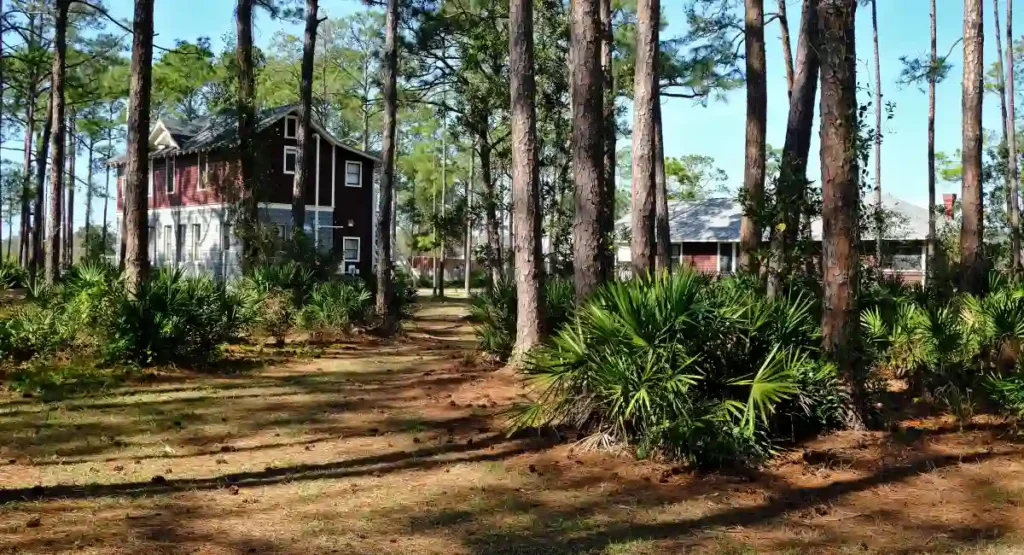 Woodland trees with two homes in the background