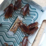 trapped cockroaches on a glue trap