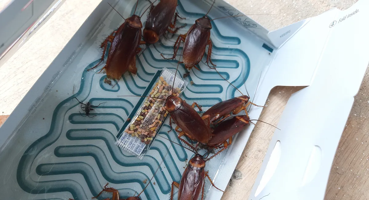 trapped cockroaches on a glue trap