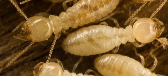 What Is The Life Cycle Of A Termite in Florida? - Florida Pest Control