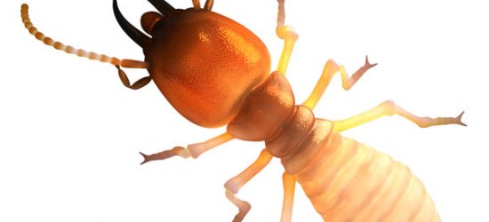Dampwood termite identification in Florida - Florida Pest Control