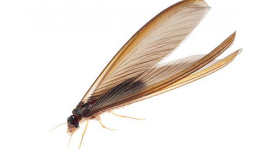 Drywood termites in Florida