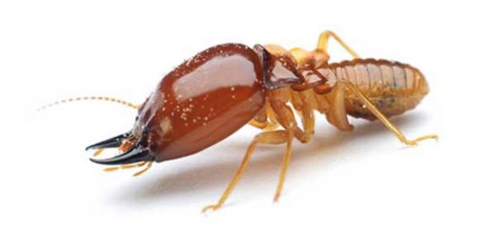 Formosan termite identification in Florida - Florida Pest Control