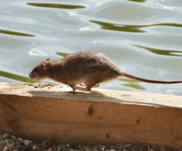 a brown rat near water