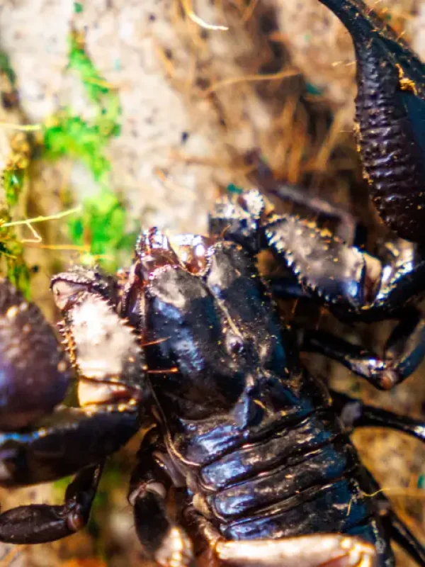 emporer scorpion