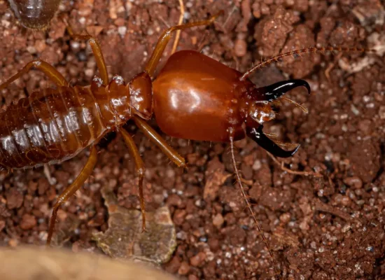 image-stock-1200-adult-jawsnouted-termite-1332706617