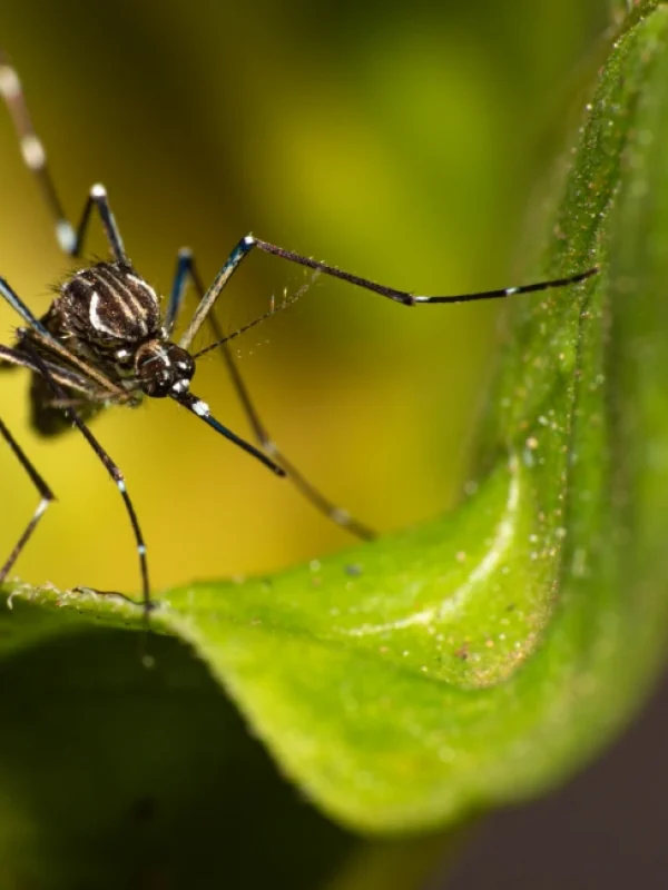 aedis aegypti mosquito on leaf