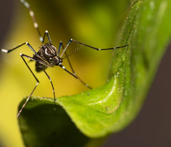 aedis aegypti mosquito on leaf