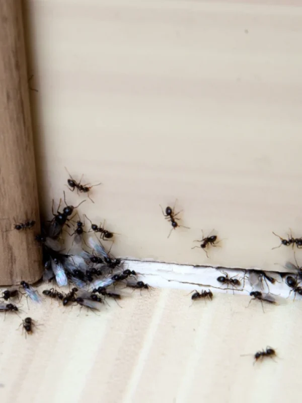 ants in the houe