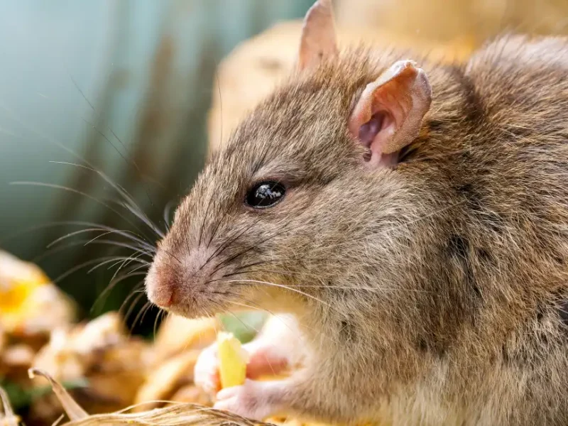 norway rat feeding on food wate