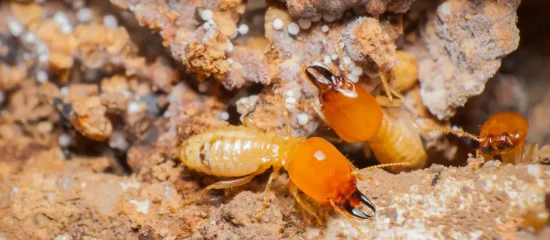 Soldier termites, pale yellow to light brown in color, with black mandibles