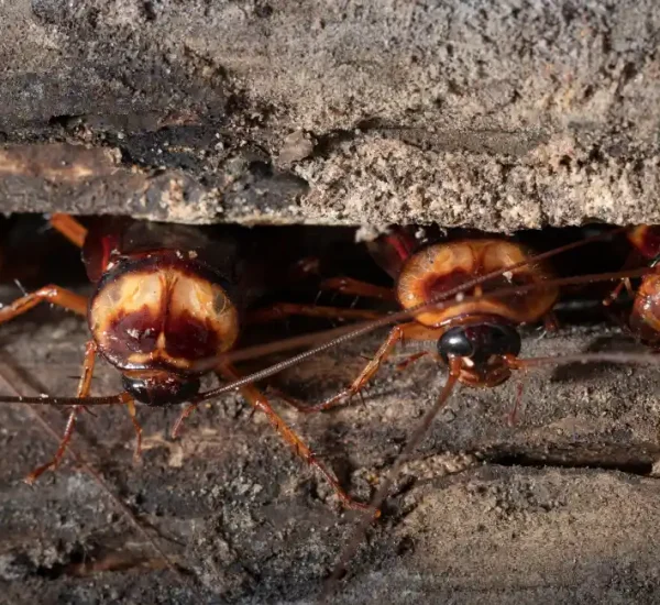 cockroach coming out of wooden bank