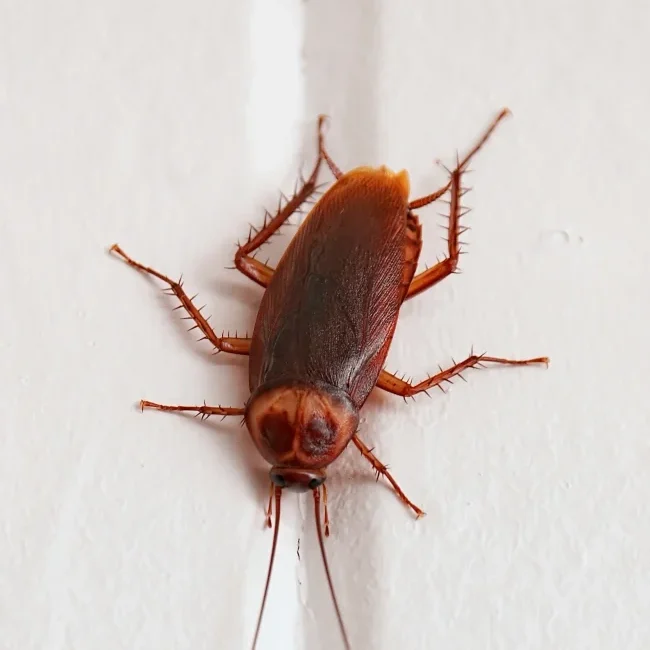Florida cockroach