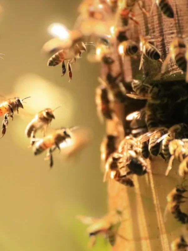 Honey bees flying outside of a nest entry point