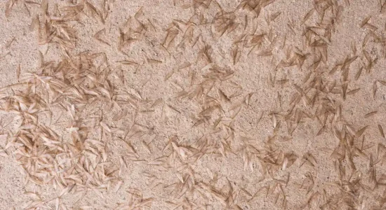 Dozens of discarded termite wings lay on the floor