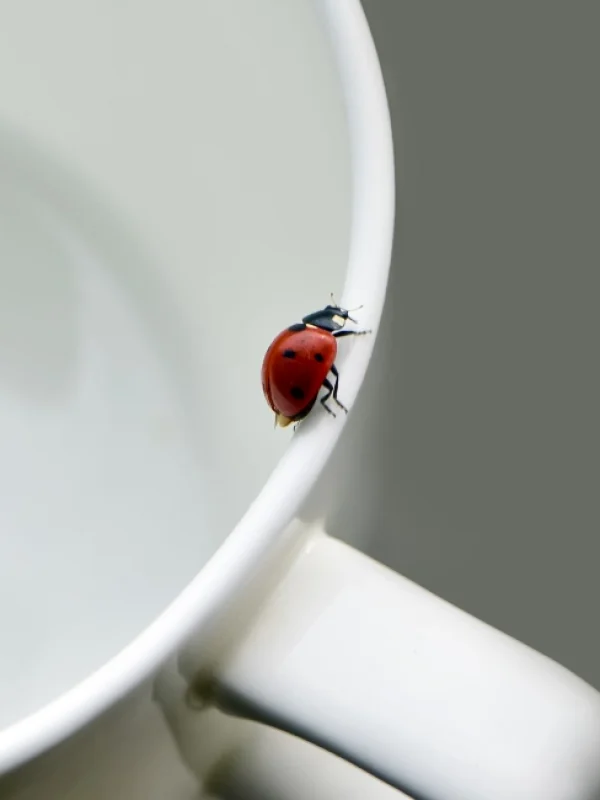 ladybeetle on white mug