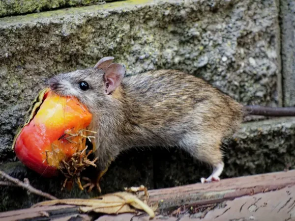 A rat eating fallen fruit