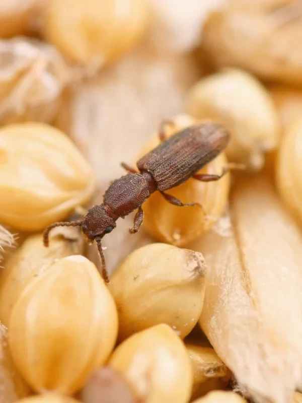 sawtoothed grain beetle