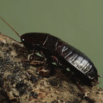 An oriental cockroach