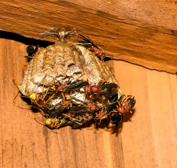 image-stock-1200-paper-wasp---polistes-exclamans---guarding-a-nest-1178247458