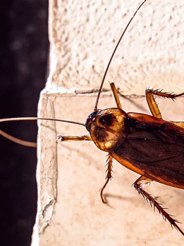 american cockroach on wall corner