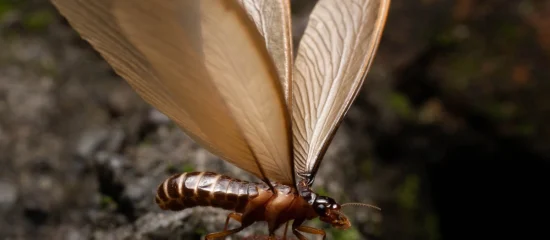 An alate, or swarmer termite, with large, brown wings much bigger than its body