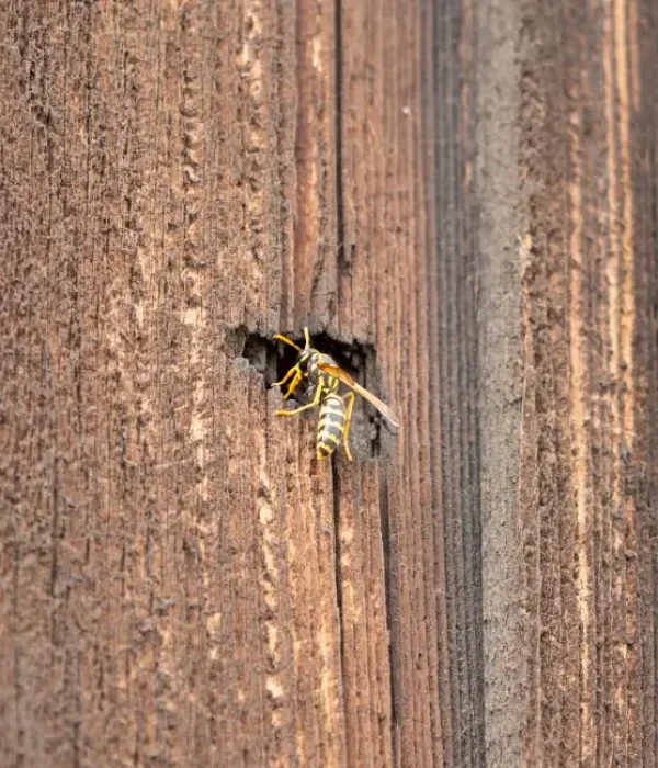 image-stock-1200-polistinae-wasp-with-long-yellow-legs-2157626045