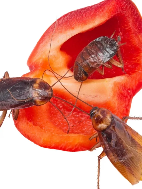 3 cockroaches eating a red bell pepper