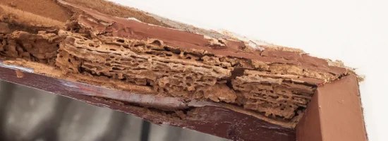 The top of a wooden doorframe with visible termite damage