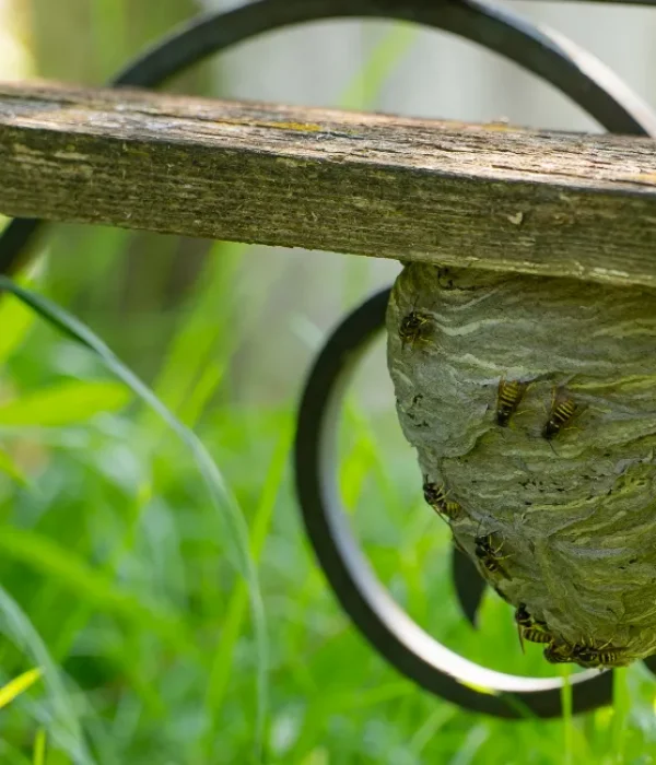 image-stock-1200-wasp-nest-in-natural-conditions-with-wasps-flying-2229550732