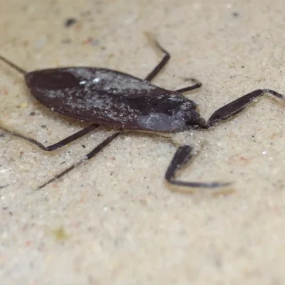 An adult water scorpion