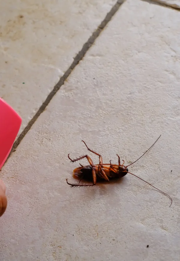Hand holding a pesticide can to spray on a cockroach