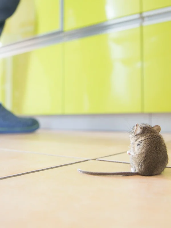 mouse in the kitchen while a person cooks