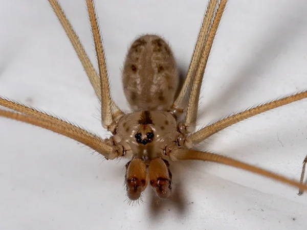 image-stock-adult-cellar-spider-1279445289