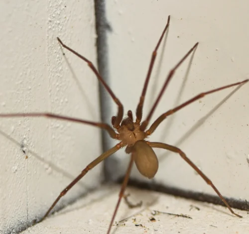 Small brown recluse spider climbing a wall.