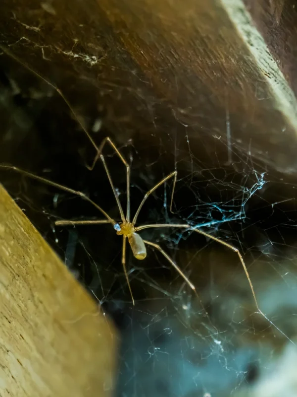 Cellar spiders create thick, dense webs in dark corners