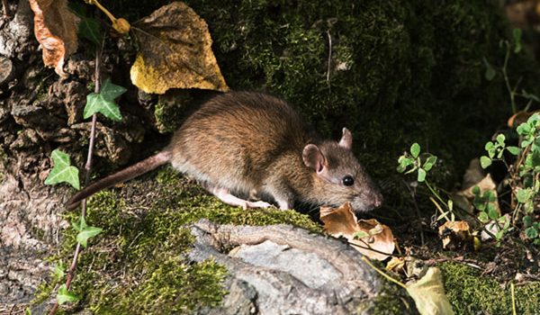 Norway rats in Florida