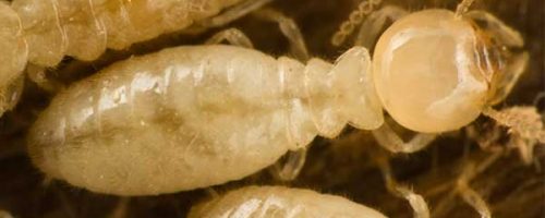 Eastern Subterranean termites in Florida