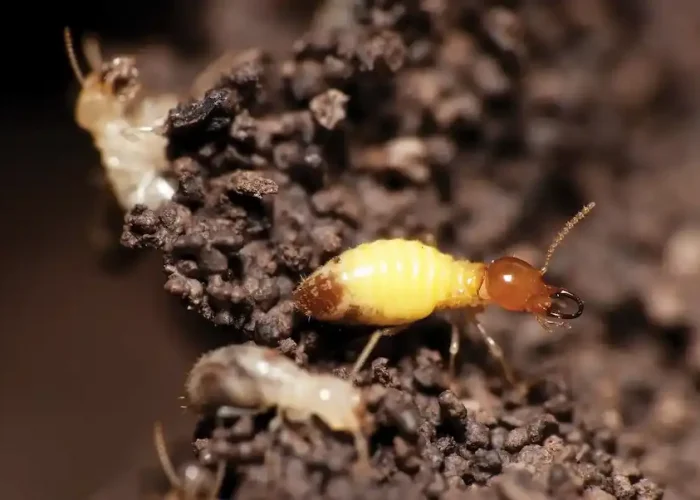 termite-closeup-scaled-1.webp